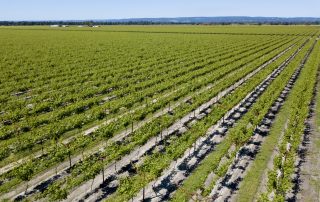 Vines from the air