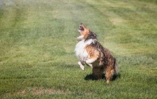 A wet, happy, Shetland Sheep dog jumping up and getting wet by playing with sprinkler water on green grass. A joyful image.