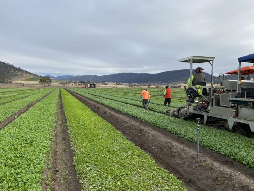 Harvesting machinery and workers in loose leaf lettuce fields in Richmond, Tasmania.
