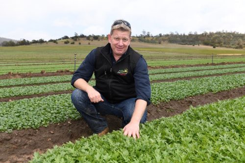 Lawrence Cowley, One Harvest General Manager, is kneeling down in a field of loose leaf lettuce.