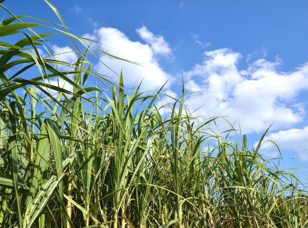 Sugarcane irrigation Australia