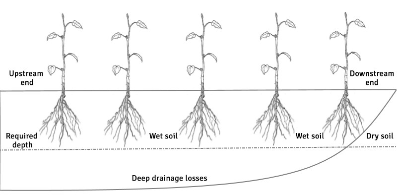 Soil image sugarcane irrigation